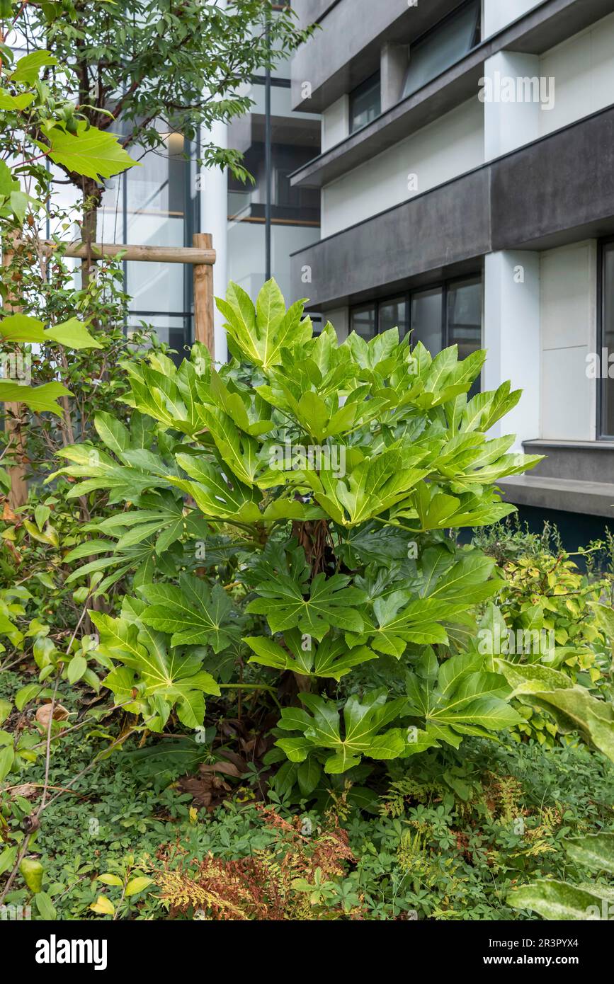 Japanese Aralia (Fatsia japonica), in a garden, Europe, Bundesrepublik Deutschland Stock Photo