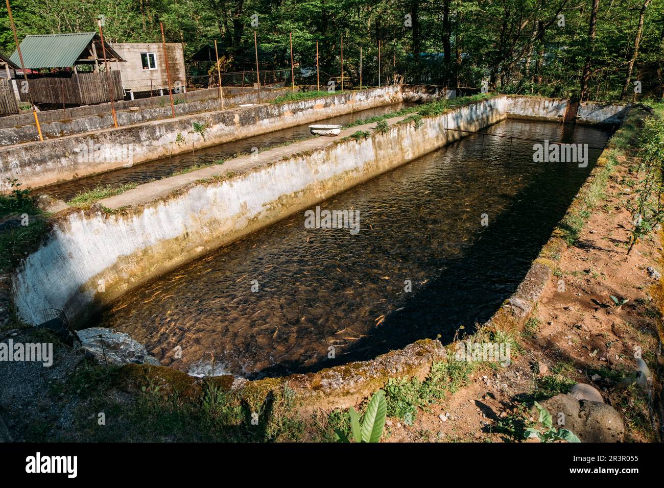 Breeding of trout in pools in fish farm Stock Photo Alamy