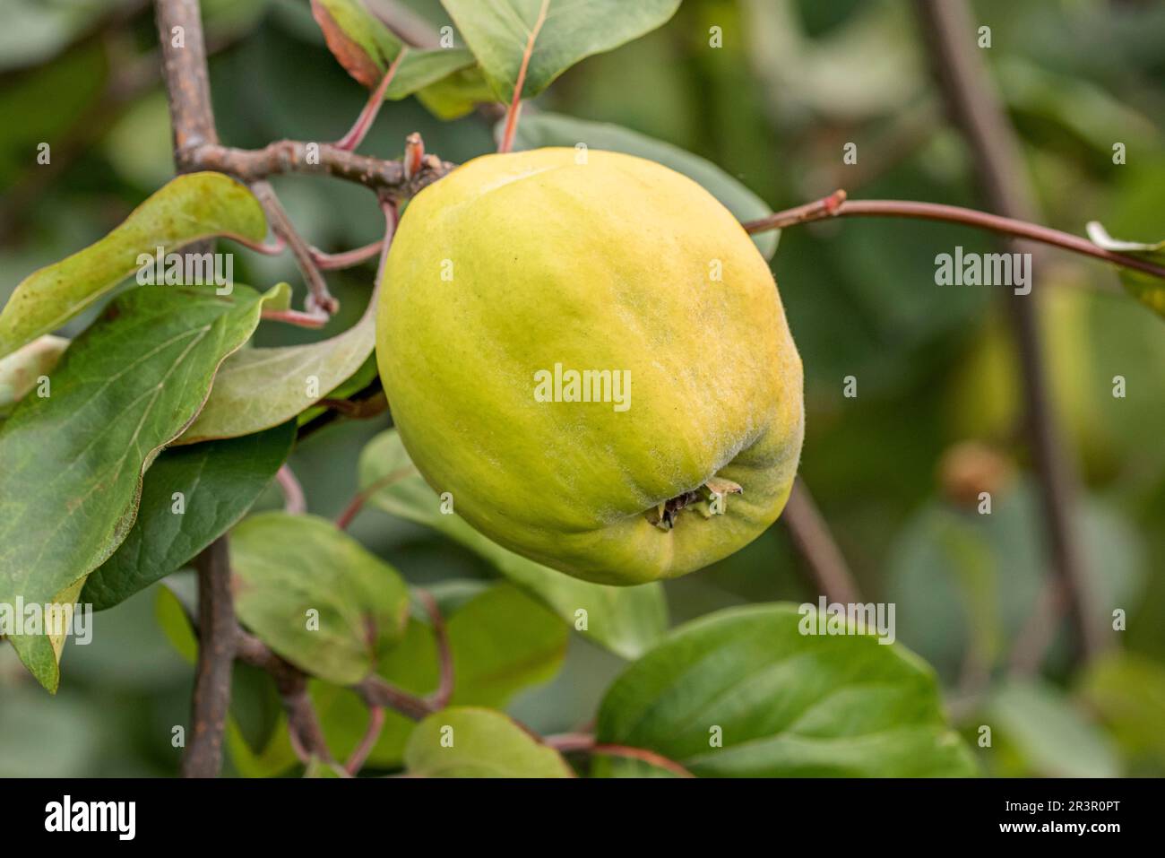 Common quince (Cydonia oblonga Izobilnaja), quince of cultivar Izobilnaja on a tree Stock Photo
