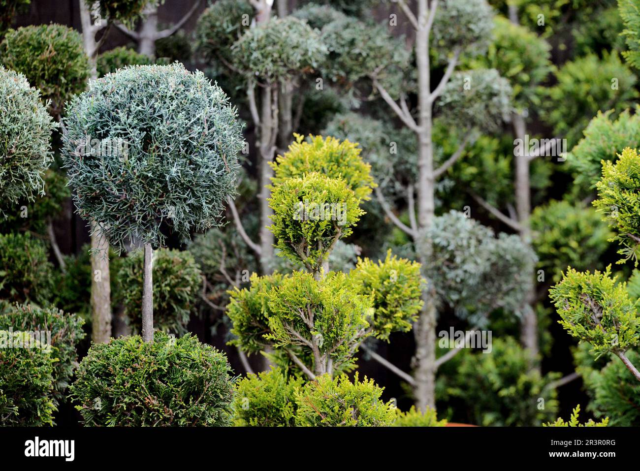 cypresses, topiary Stock Photo