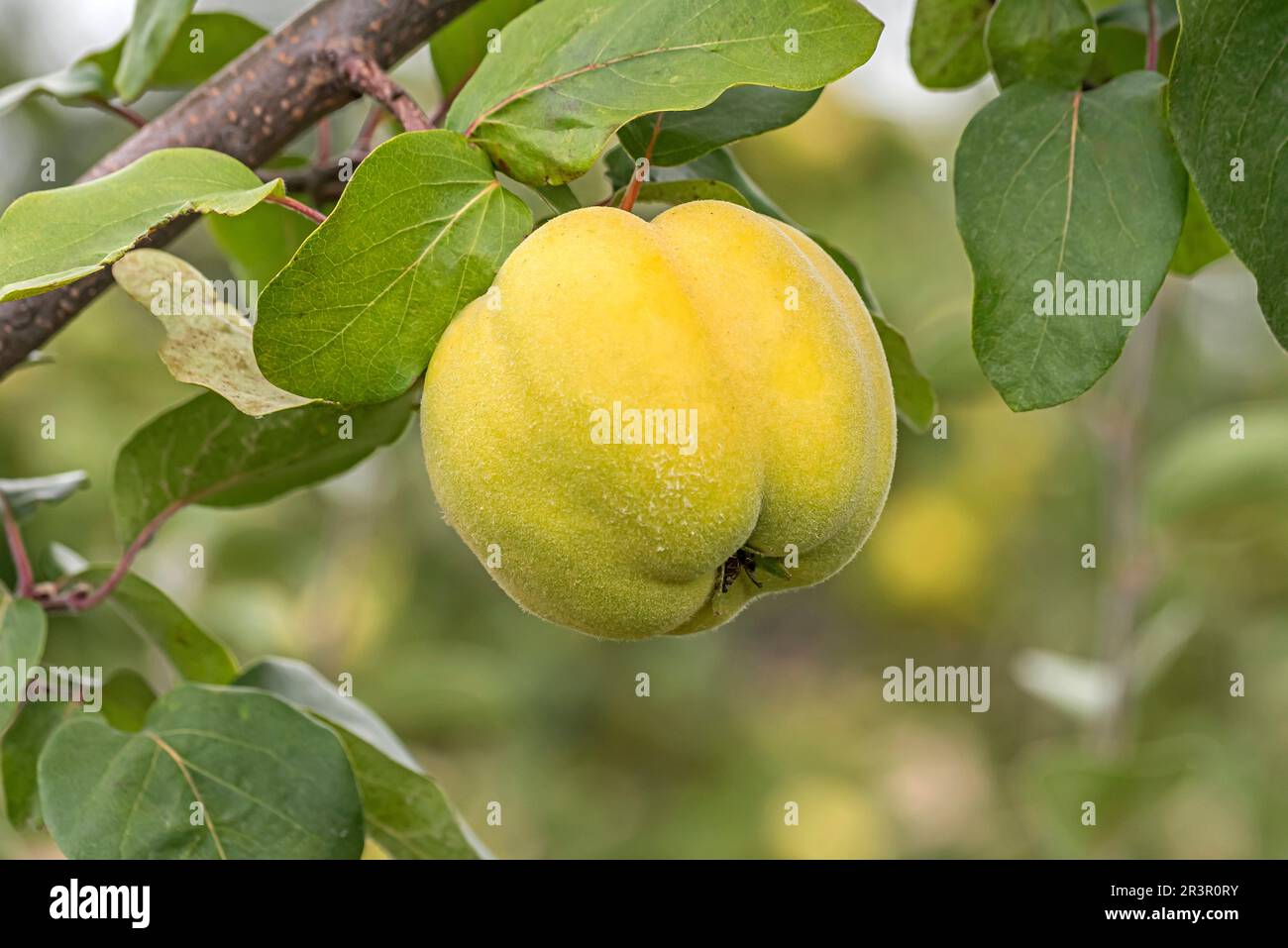 Common quince (Cydonia oblonga Konstantinopeler), quince of cultivar Konstantinopeler on a tree Stock Photo