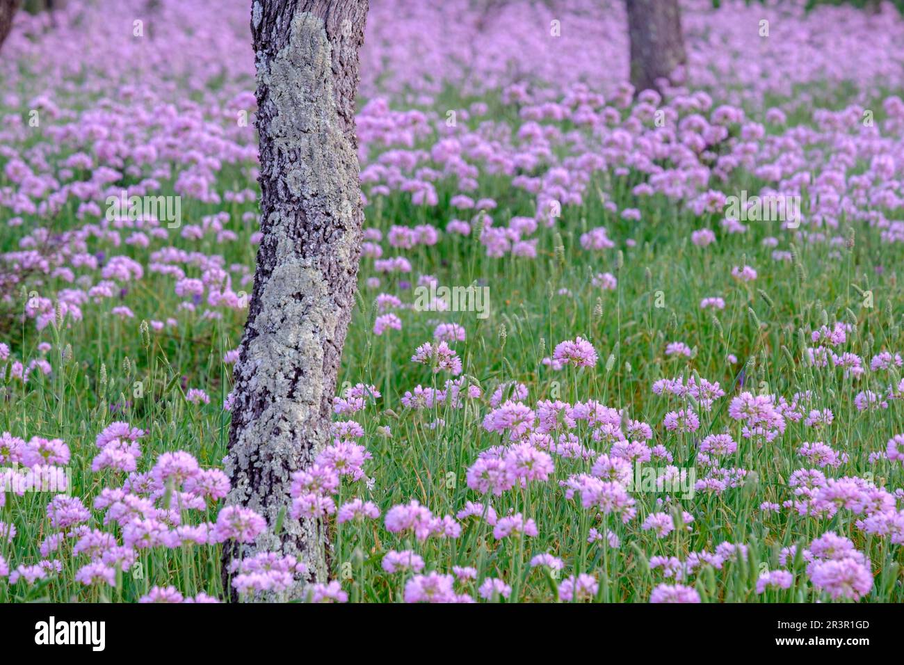 All de Bruixa en plena floracion, Allium roseum L., Sencelles, Mallorca, balearic islands, spain, europe. Stock Photo