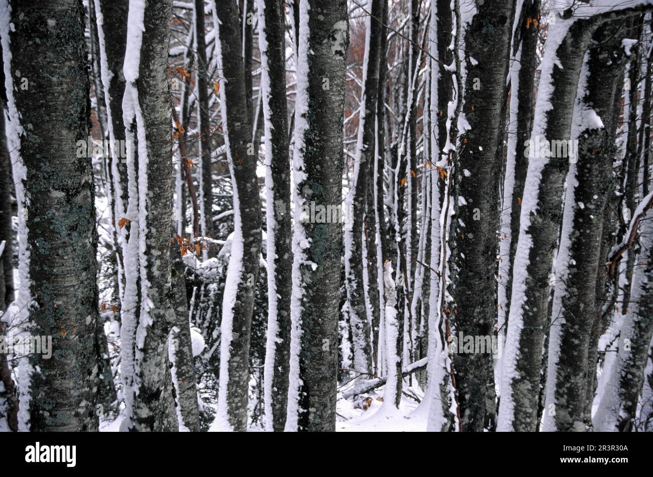 Ola del bosque hi-res stock photography and images - Alamy