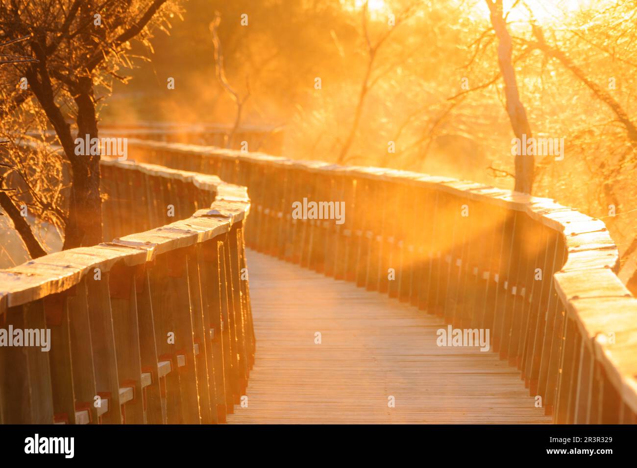 pasarelas al amanecer, parque nacional Tablas de Daimiel, Ciudad Real, Castilla-La Mancha, españa, europa. Stock Photo