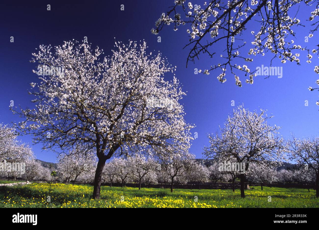 Mallorca en primavera hi-res stock photography and images - Alamy