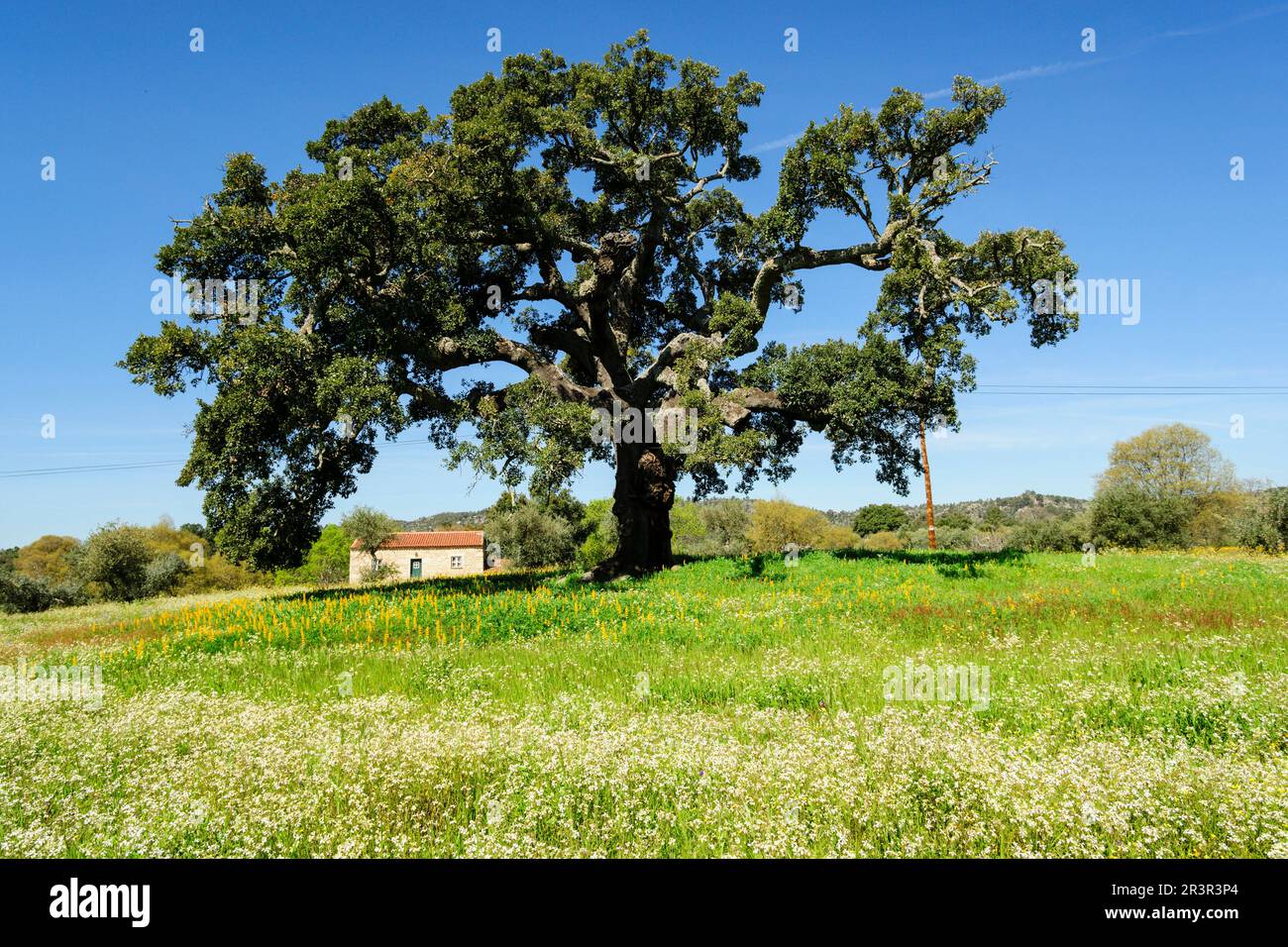 casa bajo un alcornoque, Quercus suber (Alcornoque mediterráneo), aldea de Joao Pires, Beira Alta, Portugal, europa. Stock Photo