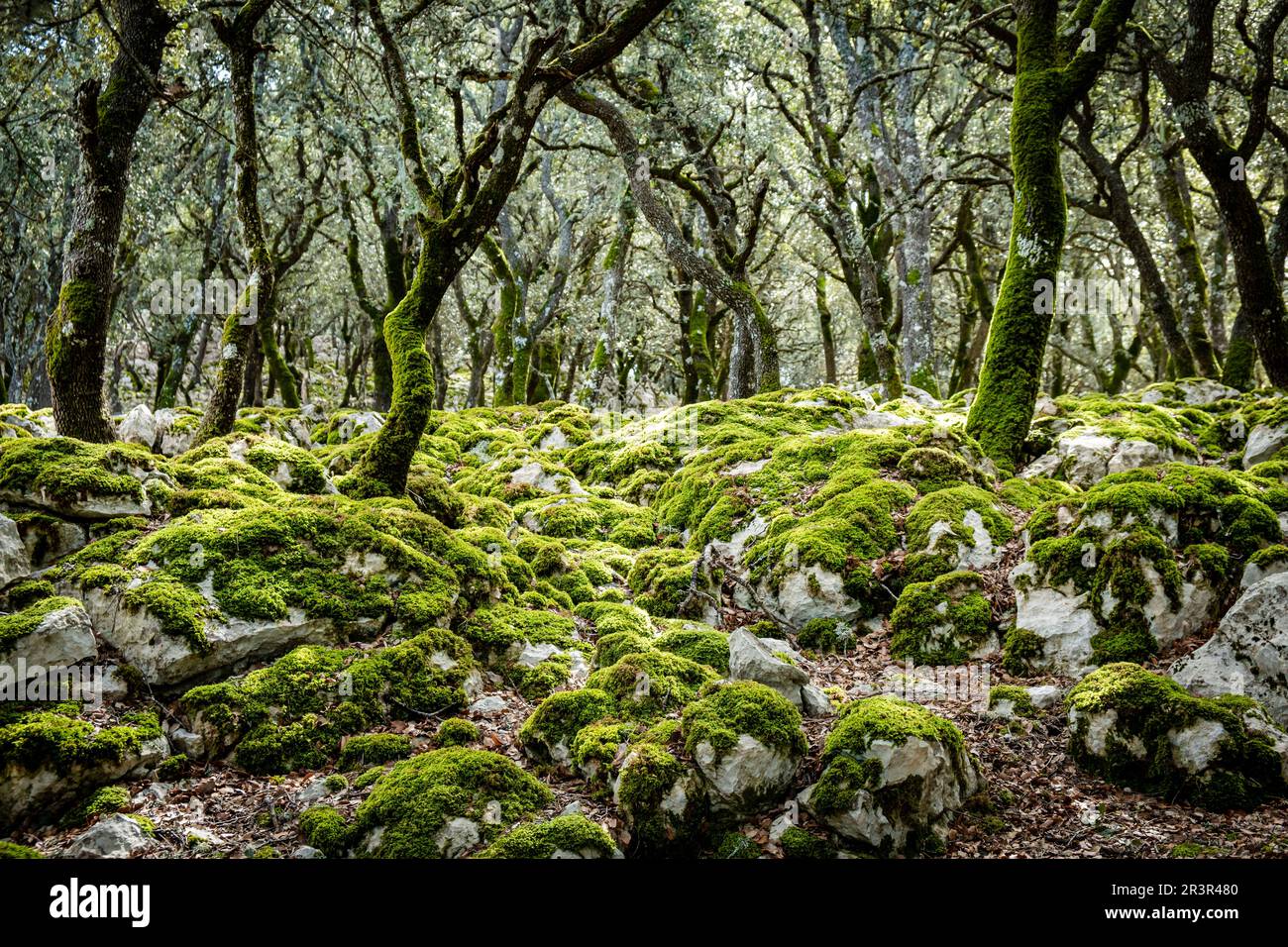 Holm oak, Mola de Planisi, Banyalbufar, Mallorca, Spain. Stock Photo