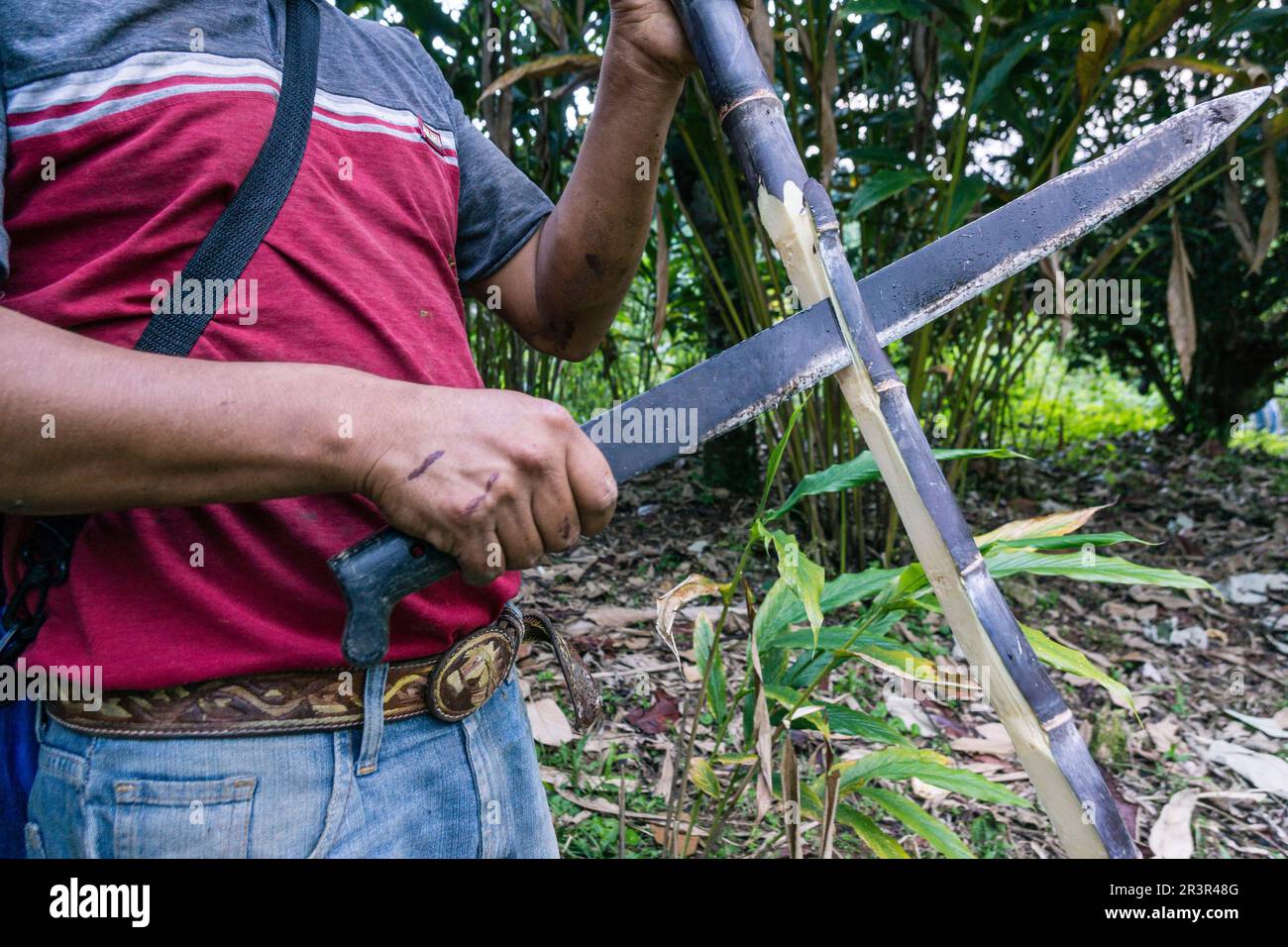agricultor en un campo de caña de azucar, Saccharum officinarum, Los Cerritos, Lancetillo, La Parroquia, zona Reyna, Quiche, Guatemala, Central America. Stock Photo