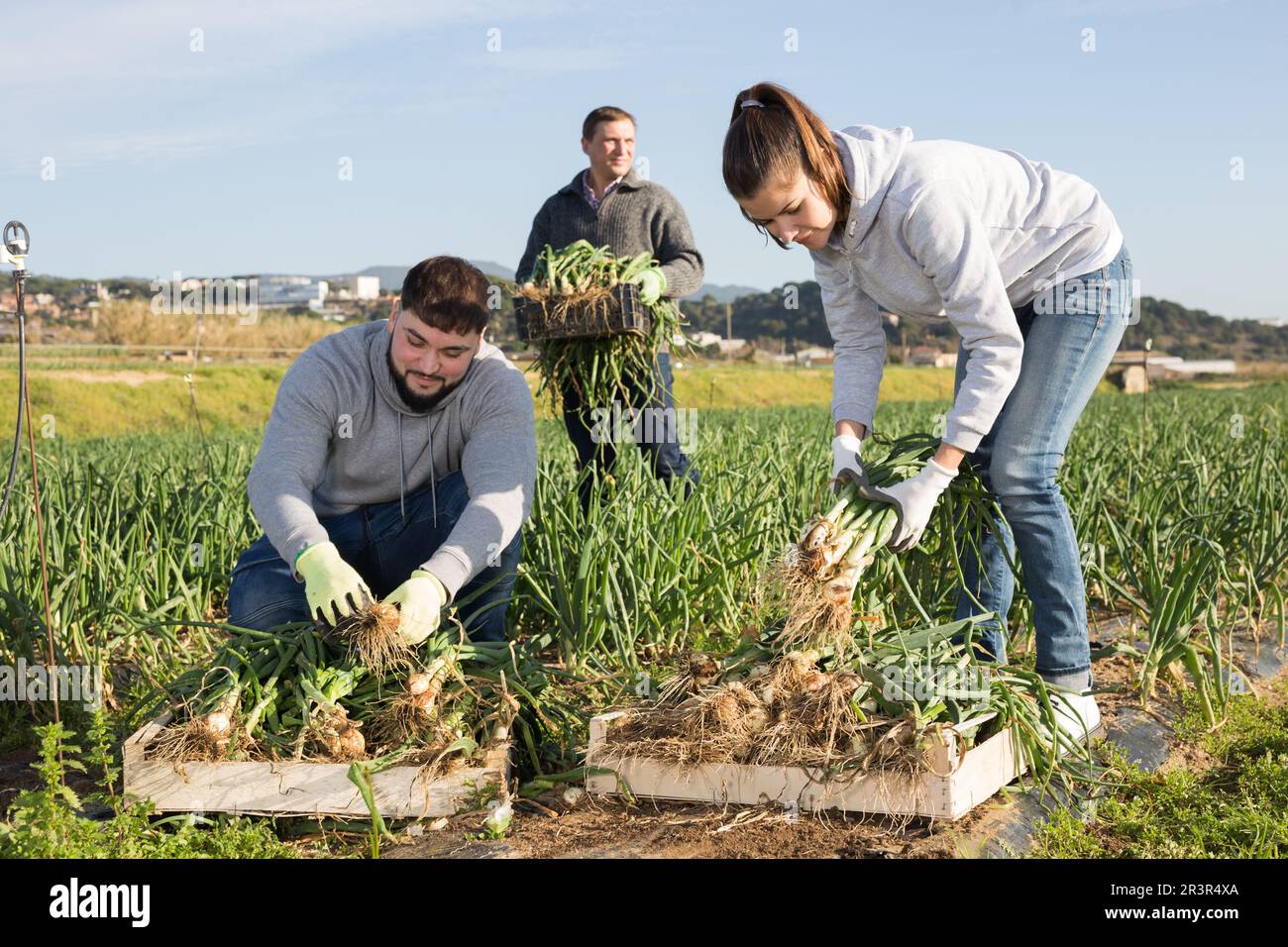 Farm family harvesting scallions Stock Photo - Alamy
