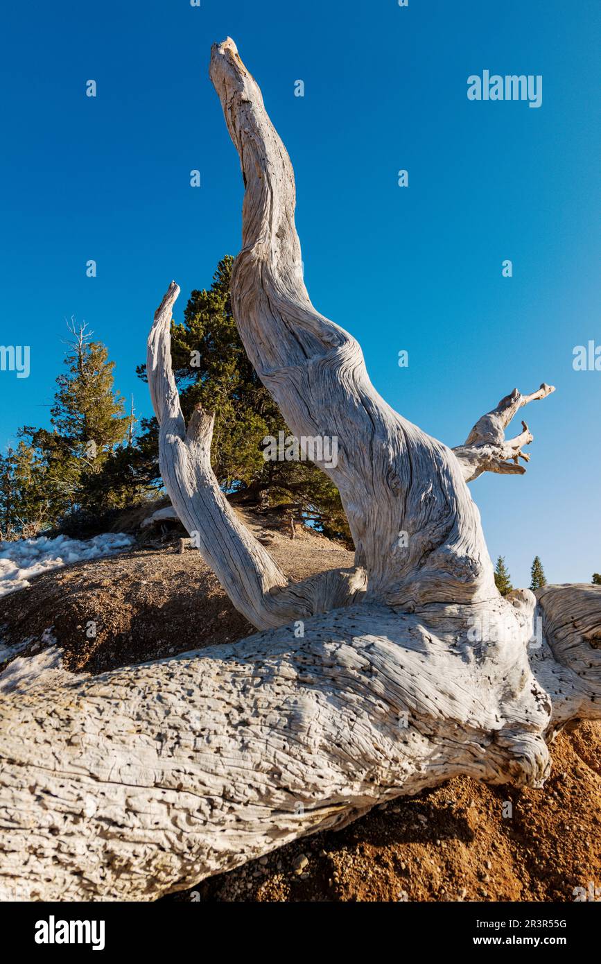 Old bristlecone pine tree trunk; Bryce Point; Amphitheater; Bryce Canyon National Park; Utah; USA Stock Photo