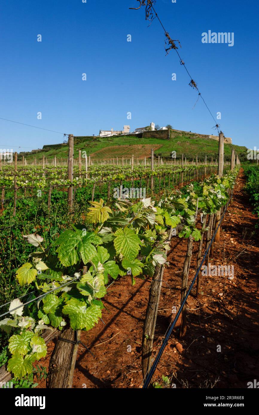 Plantacion campo hi-res stock photography and images - Alamy