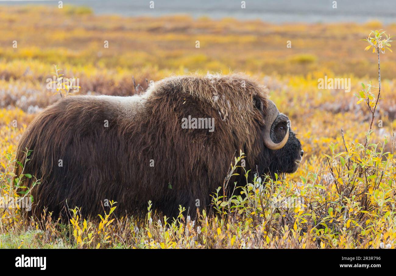 Musk ox Stock Photo