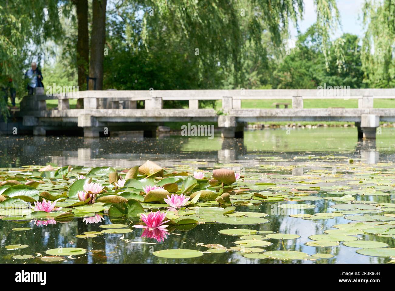 Lake with water lilies and a bridge in a Chinese garden on the