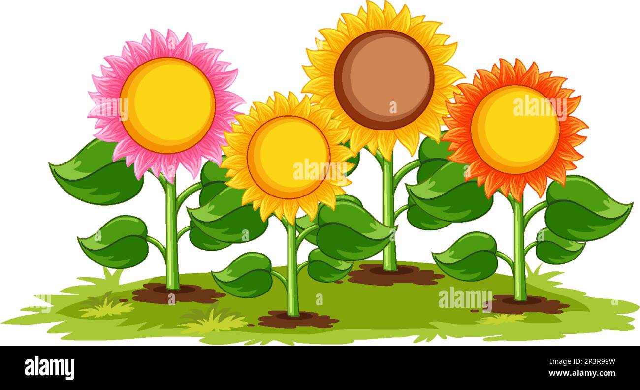 Sunflower field cartoon isolated illustration Stock Vector Image & Art