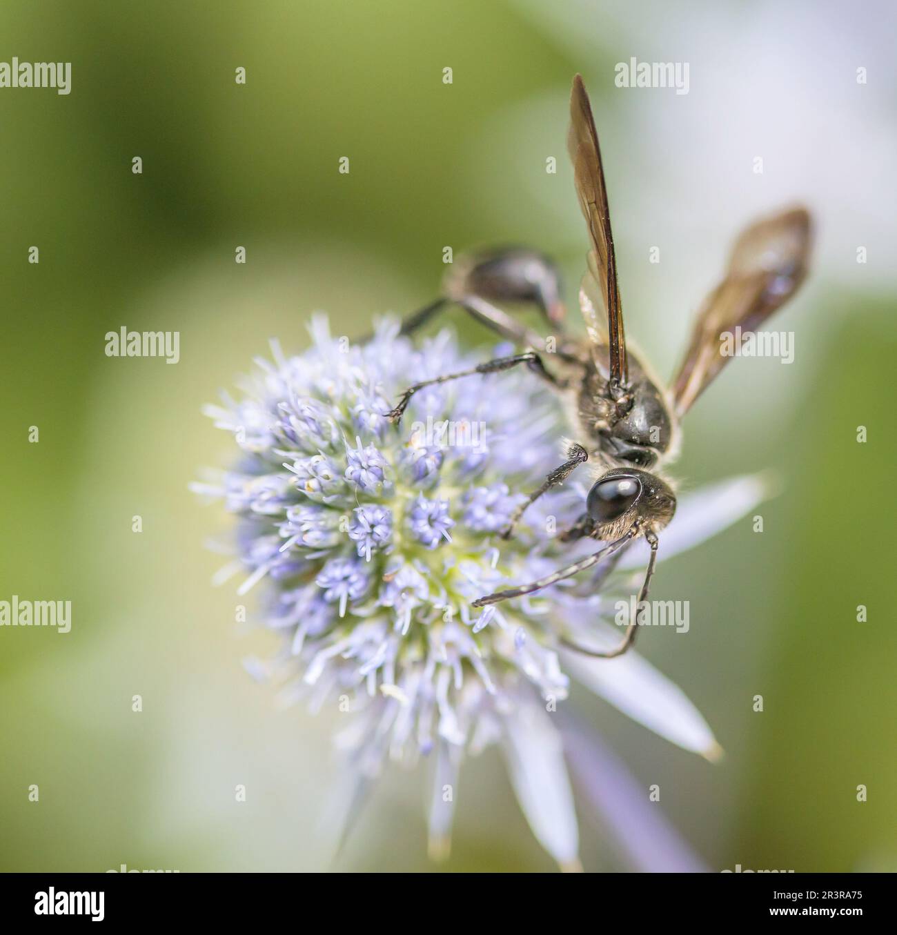 Steel Blue Cricket Hunter 'Isodontia mexicana' Stock Photo Alamy