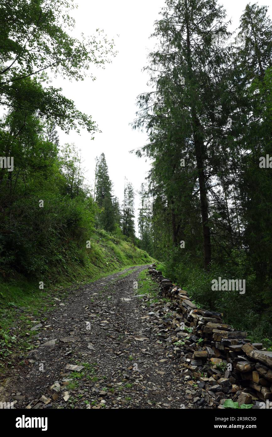 Picturesque view of forest with pathway and beautiful green trees Stock ...