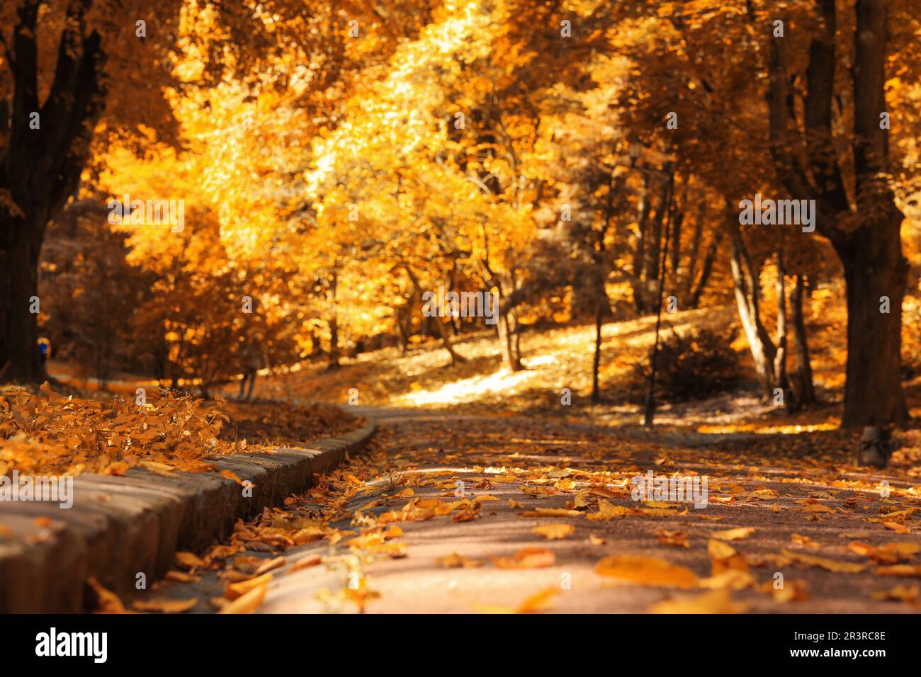 Pathway, fallen leaves and trees in beautiful park on autumn day Stock ...