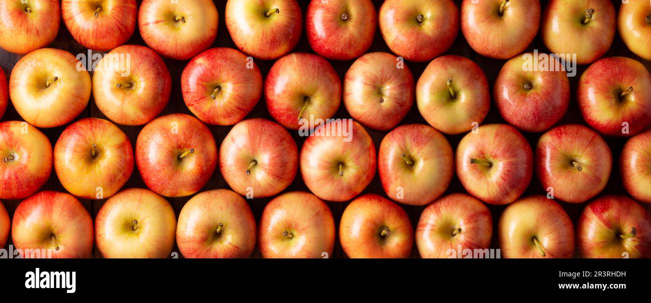 Royal Gala Apples (malus domestica). Apple trees are cultivated worldwide and are the most widely used species of the genus Malus. Filling the frame c Stock Photo