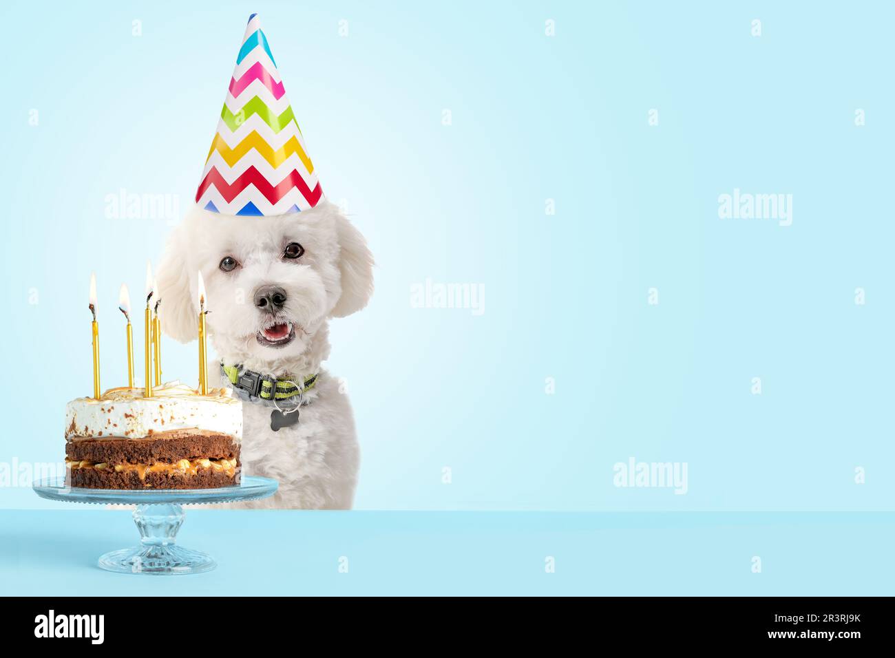 Cute dog in party hat and with birthday cake on light blue background ...