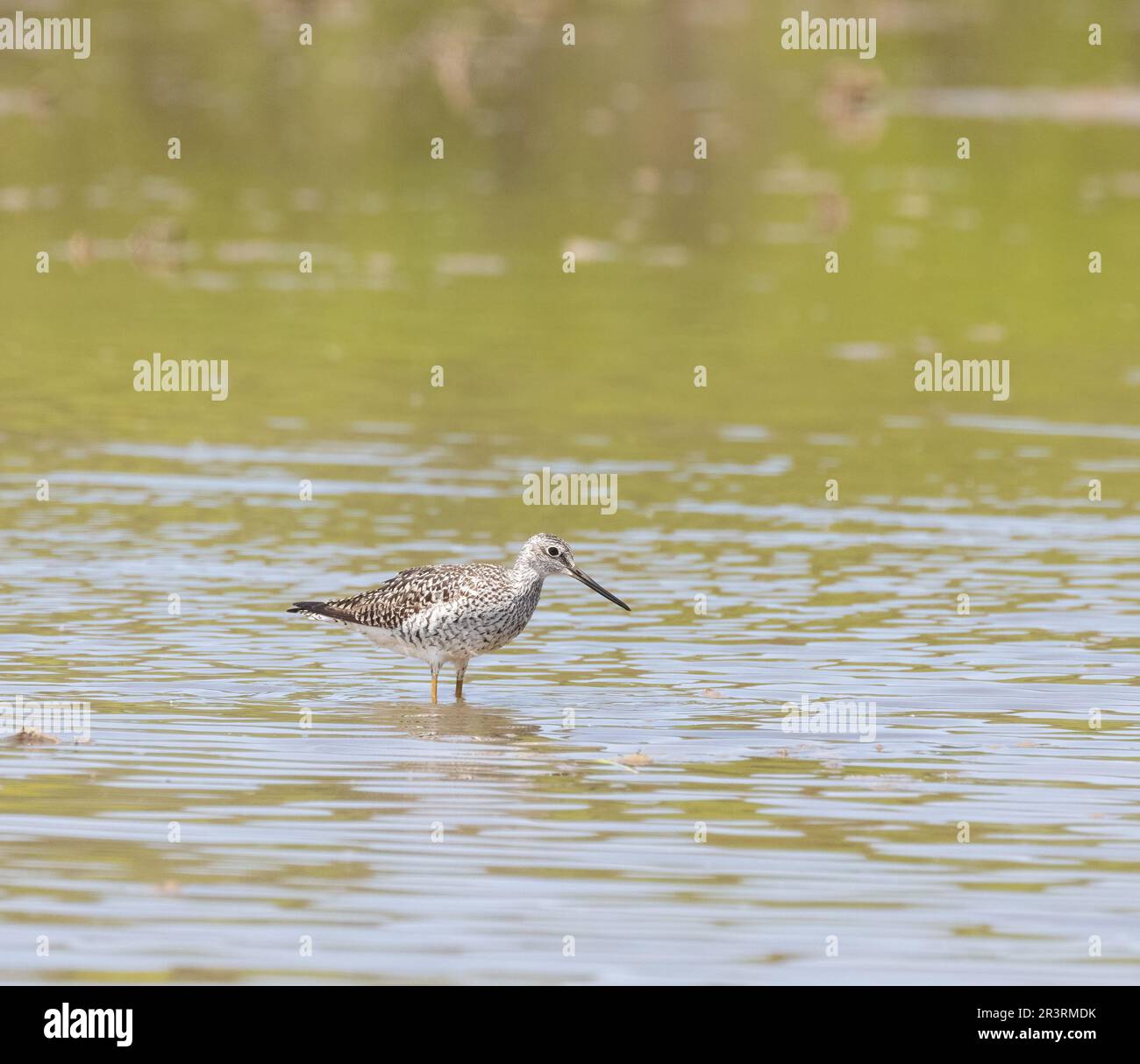 A Greater Yellowlegs sandpiper wading in water in evening light Stock Photo