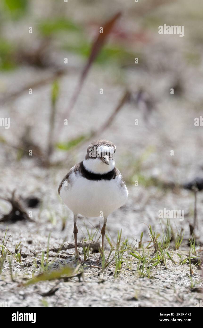 A Semi-palpated Plover shorebird in the sand at  Hillman Marsh in Ontario Stock Photo