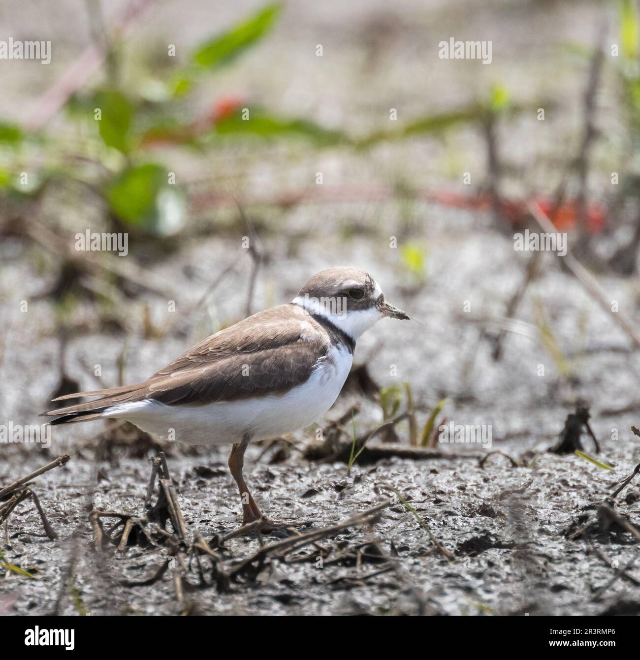 A closeup of a Semipalmated Plover on the sand in southern Ontario in spring Stock Photo