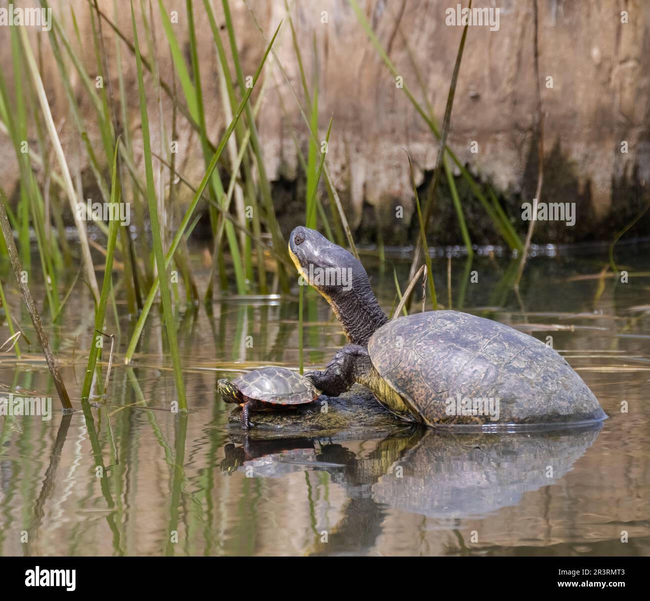 A Banding turtle with its foot on a smaller painted turtle on a rock in a marsh Stock Photo