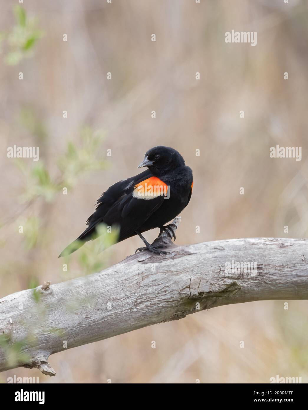 A male Red-winged Blackbird on a log near a marsh in springtime in Ontario Stock Photo