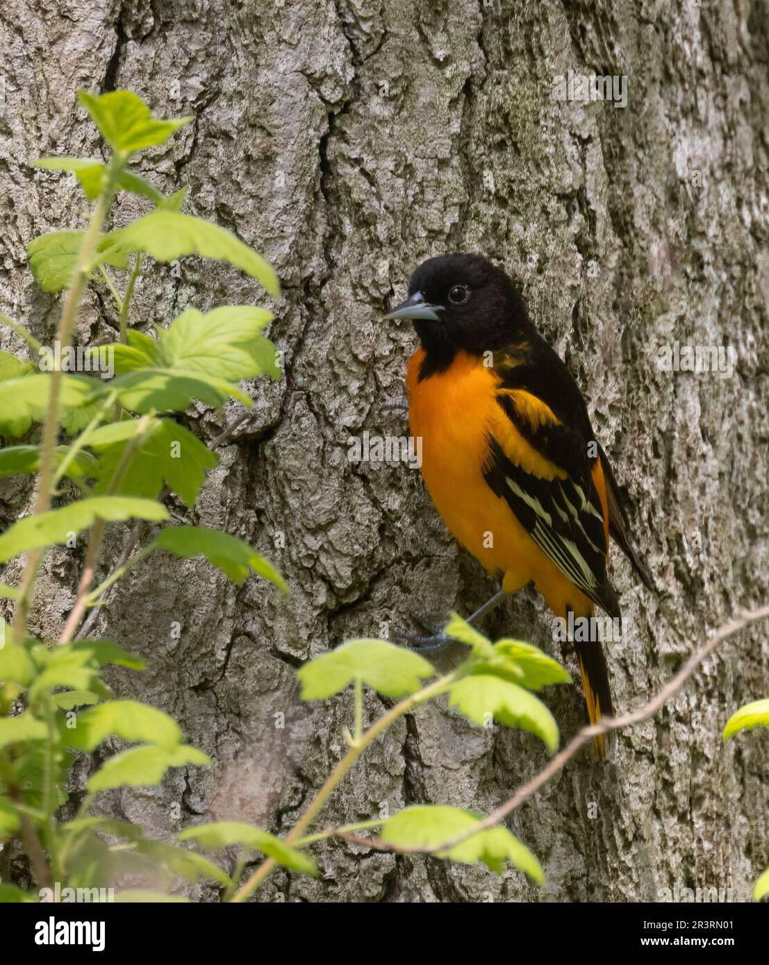A male Baltimore Oriole in a deciduous forest at Pelee National Park in Canada Stock Photo