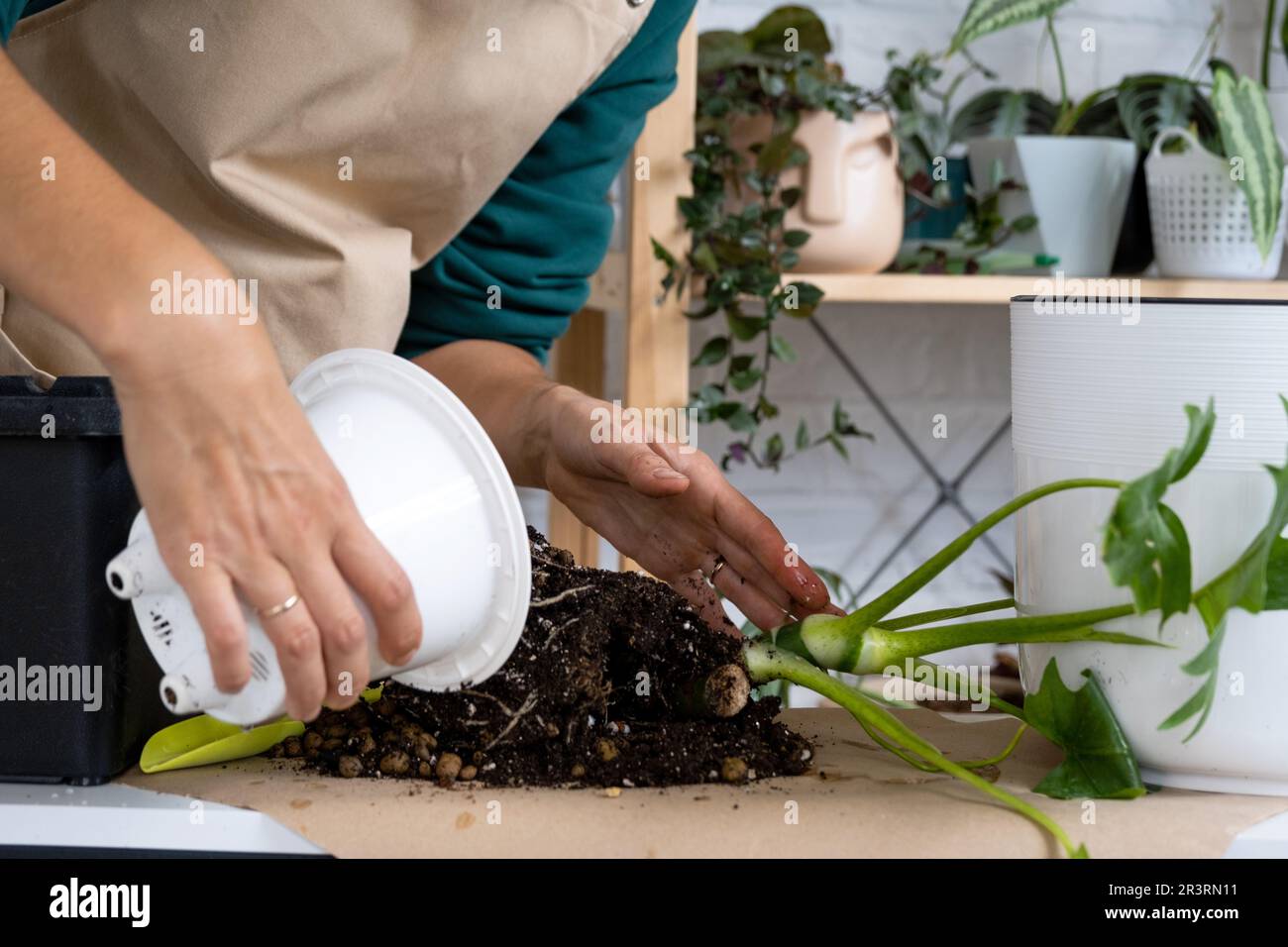 Transplanting a home plant Philodendron into a new pot. A woman plants a stalk with roots in a new soil. Caring and reproduction Stock Photo