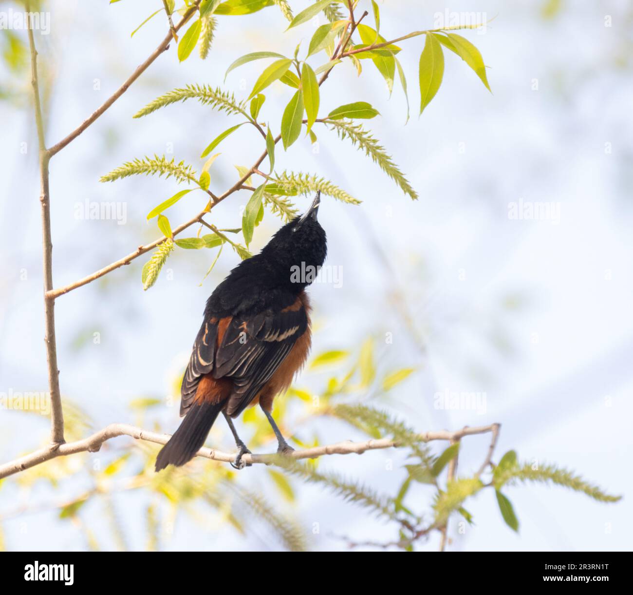 An Orchard oriole looking for a snack Stock Photo