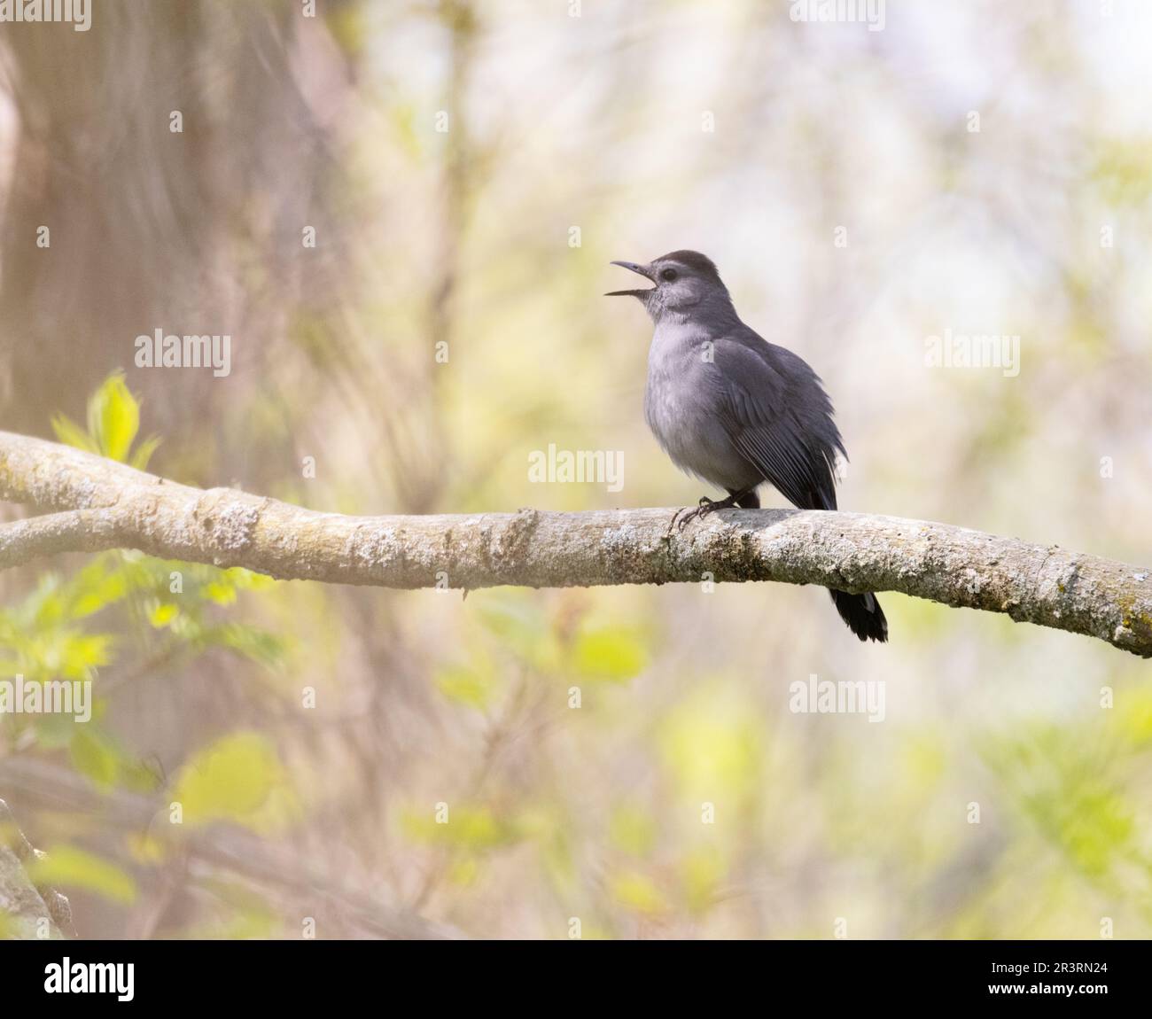 A Grey Catbird on a branch with soft spring forest background Stock Photo