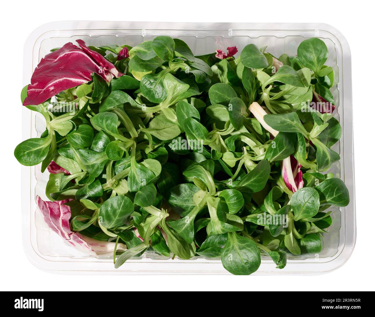 Fresh lettuce leaves  mung bean in a transparent plastic container on a white isolated background, microgreen Stock Photo