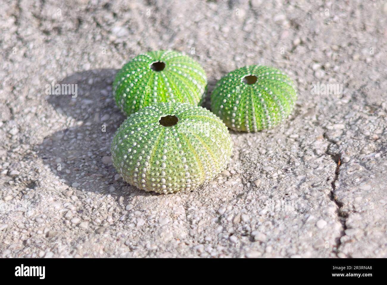 Sea Urchin Shell Conch . Dried Sea Urchins Shells Stock Photo - Alamy