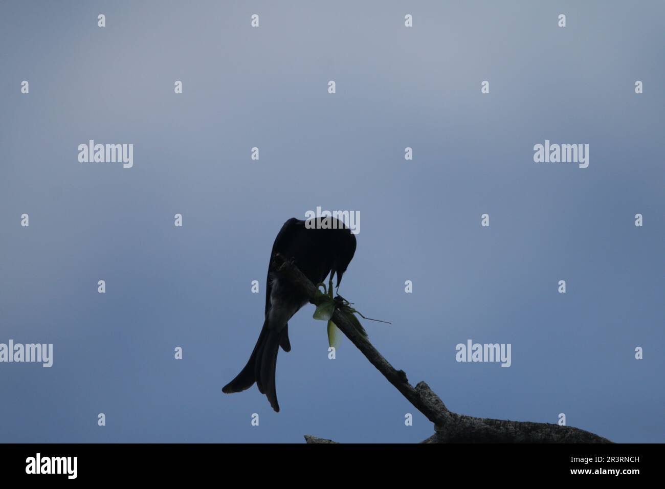Birds of Sri Lanka in the Wild, Visit Sri Lanka r Stock Photo Alamy