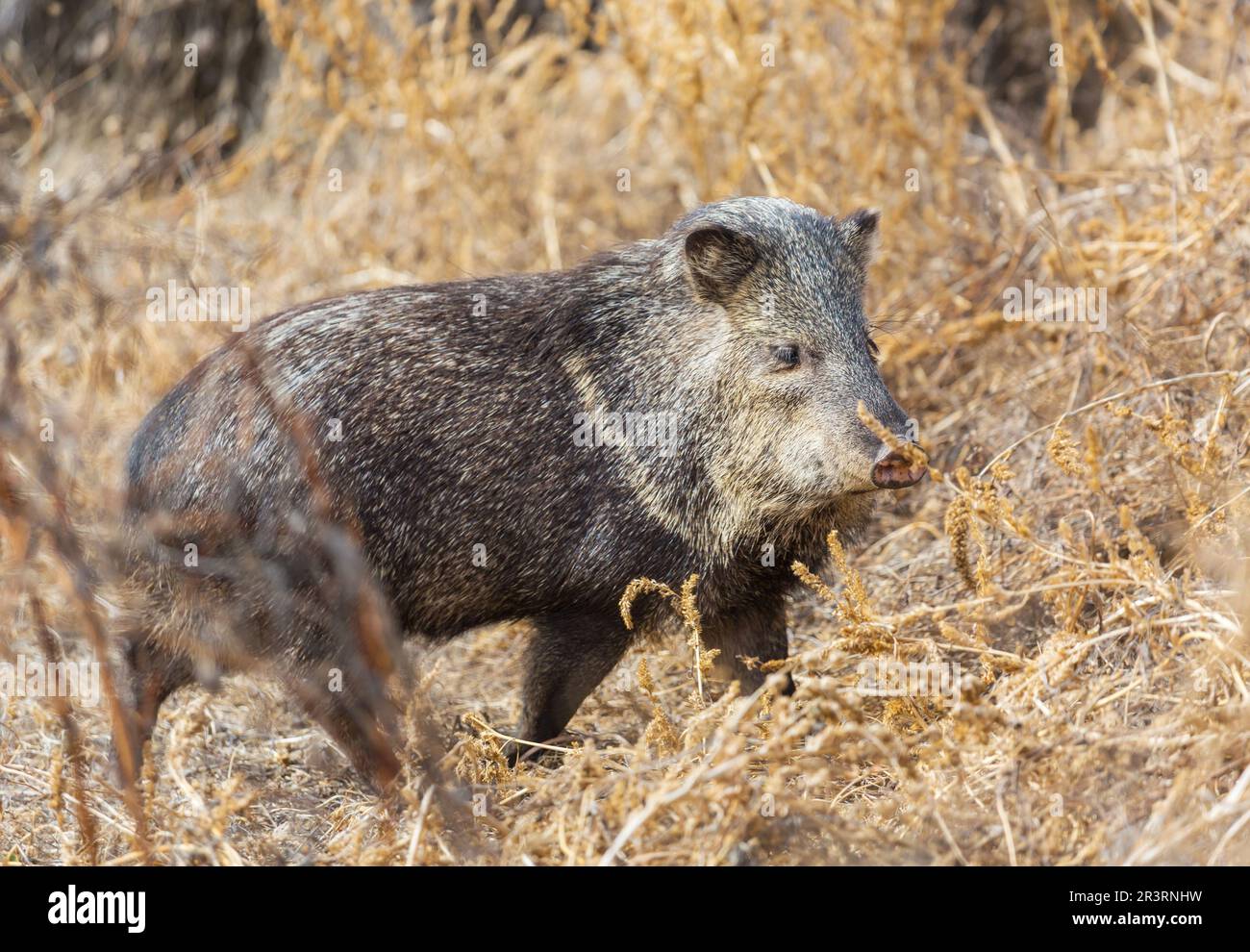 Little boar hi-res stock photography and images - Alamy