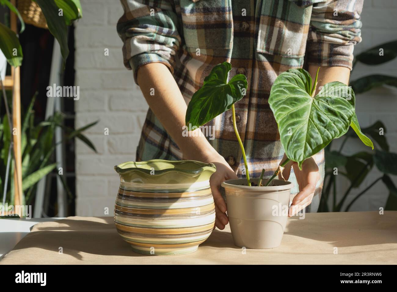 Transplanting a home plant Philodendron verrucosum into a new bigger