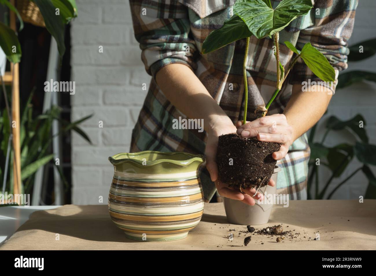 Transplanting a home plant Philodendron verrucosum into a new bigger