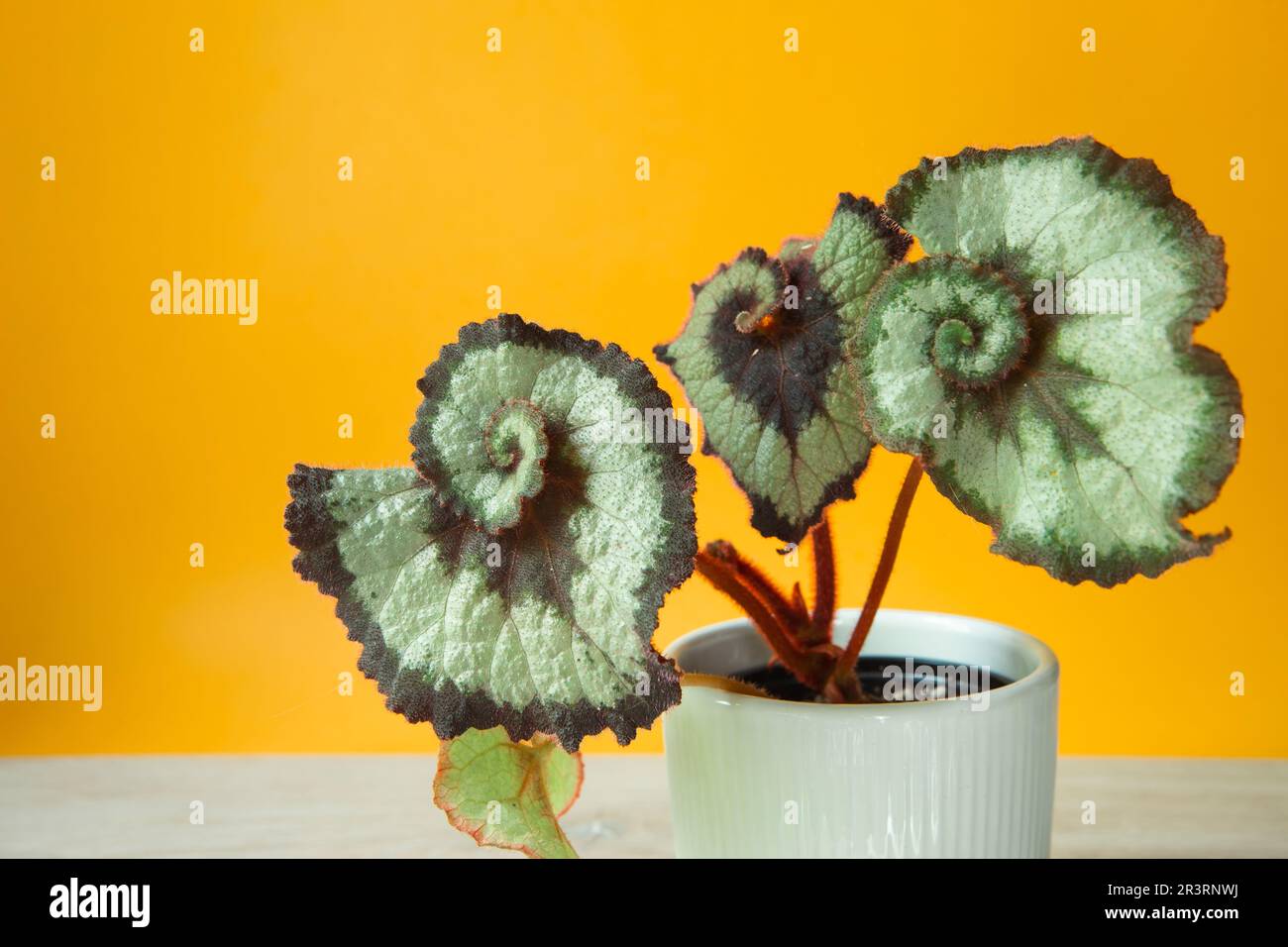 Beautiful leaves of decorative deciduous begonia Escargot  in a pot. Copy space. Growing potted house plants, green home decor, Stock Photo