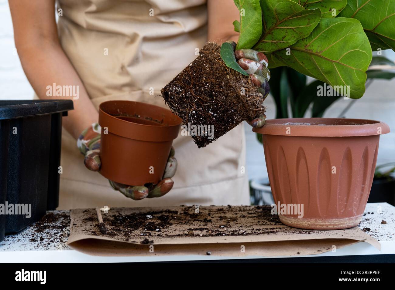 Transplanting a home plant Ficus lyrata into a new pot. A woman plants in a new soil. Caring and reproduction for a potted plant Stock Photo