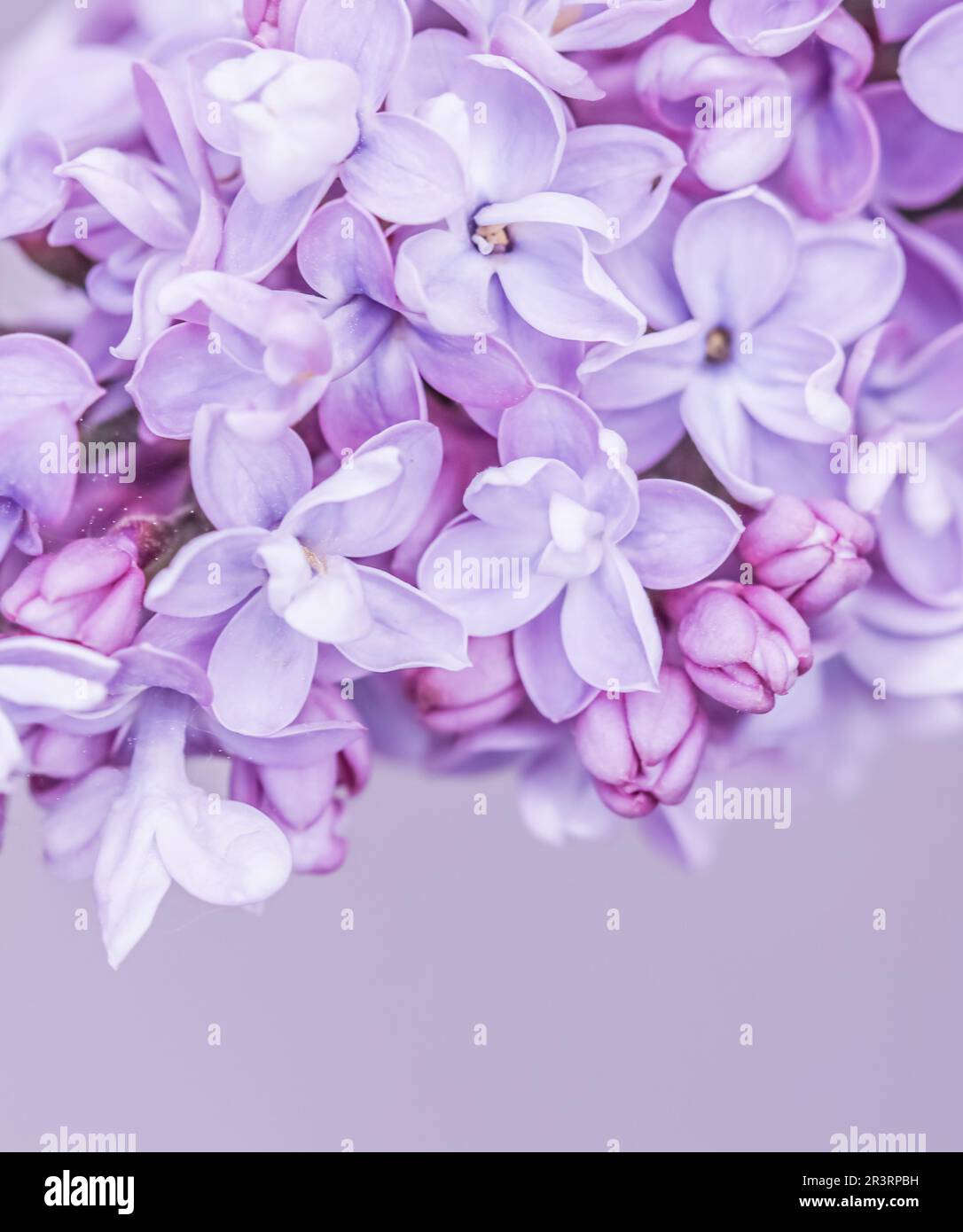 Purple terry Lilac flower petals. Macro flowers background for holiday design. Soft focus Stock Photo
