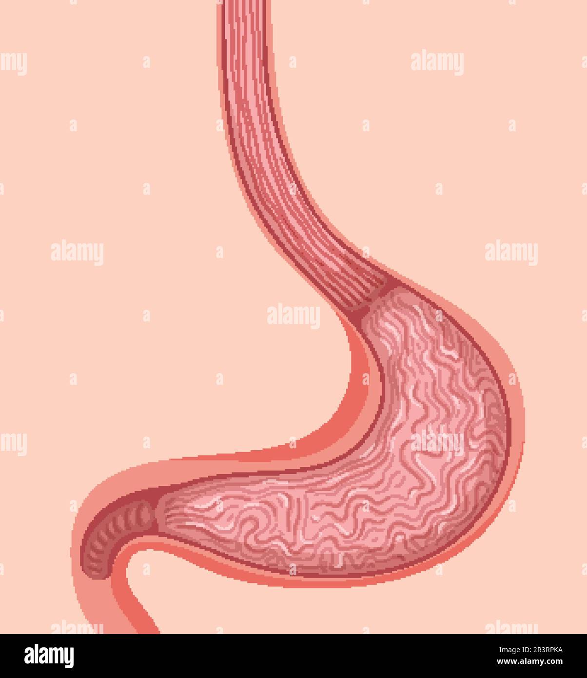 Close up human stomach illustration Stock Vector