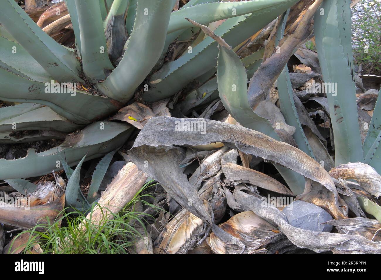 Between Life and Death of a Maguey Stock Photo