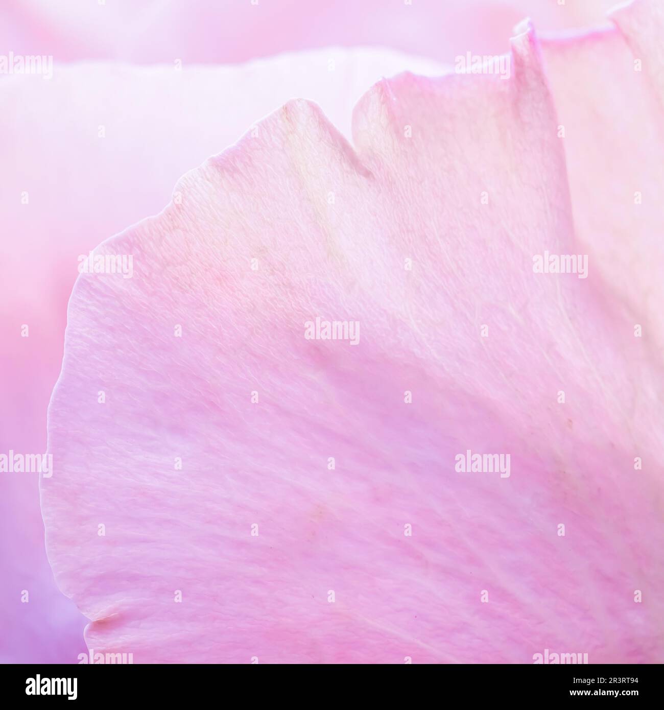 Pink pale rose flower petals, soft focus. Macro flowers backdrop Stock Photo