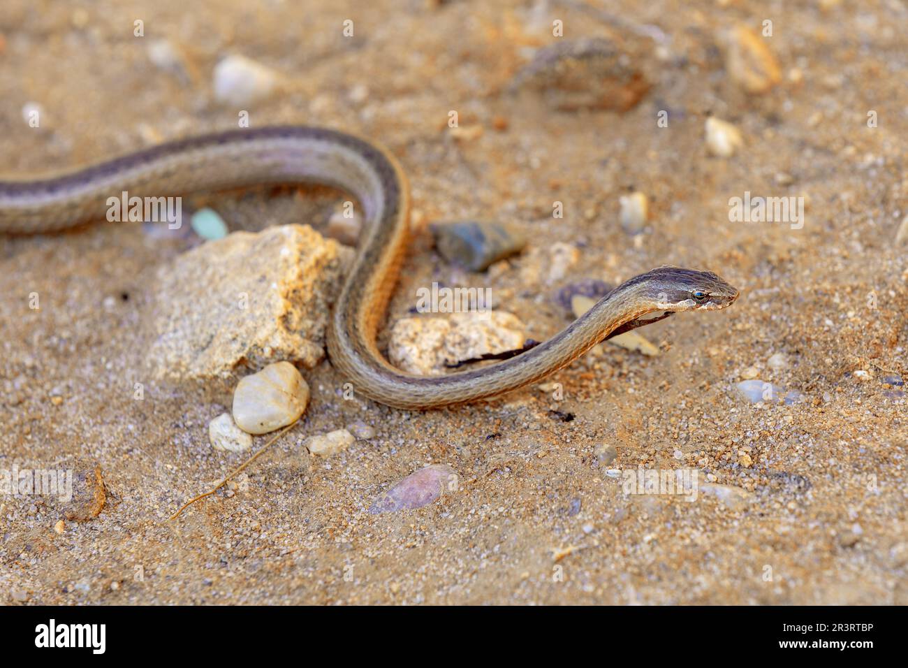 Gold-collared Snake (Liophidium rhodogaster), Liophidium is a genus of endemic snakes in the family Pseudoxyrhophiidae, Isalo National Park Stock Photo