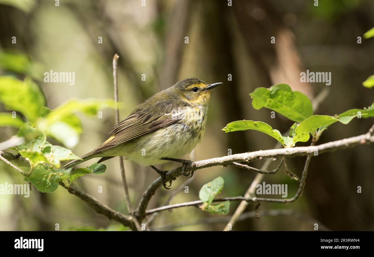 Yellowish rump hi-res stock photography and images - Alamy