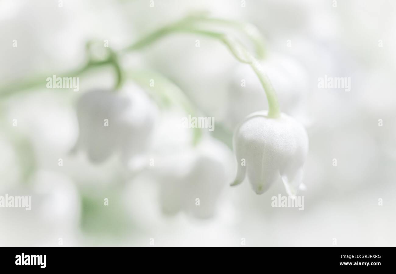 Blooming white lily of the valley flowers. Natural floral background Stock Photo