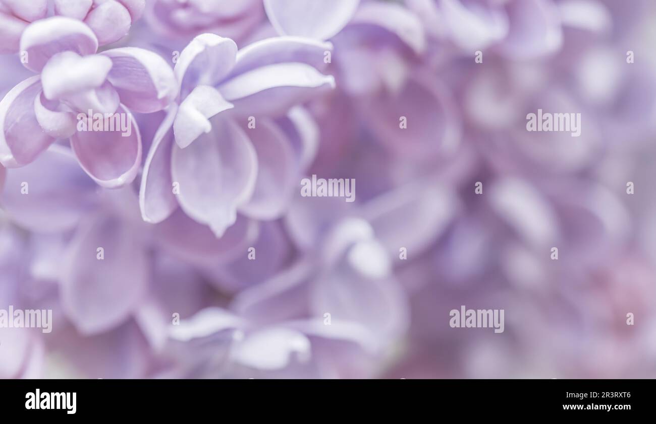 Purple terry Lilac flower petals. Macro flowers background for holiday design. Soft focus Stock Photo