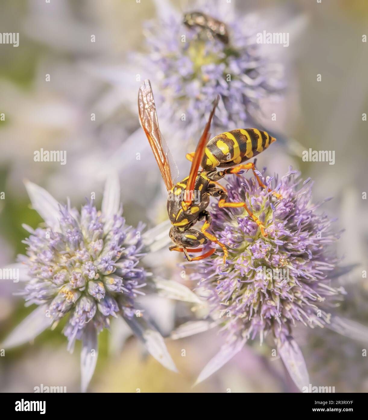 House field wasp 'Polistes dominula' Stock Photo