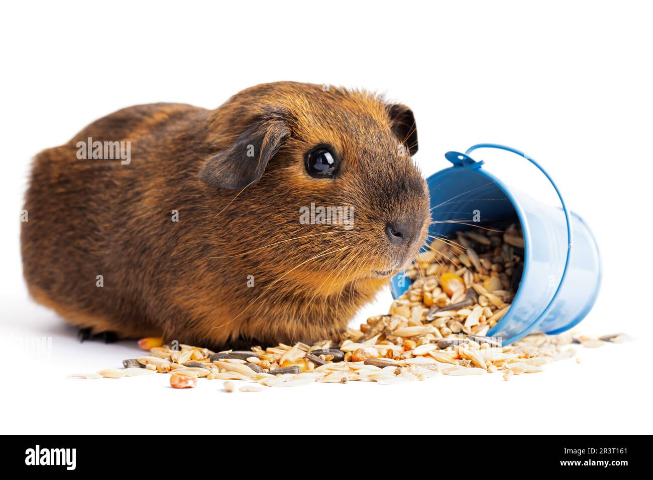 Cute little brown guinea pig nibbles pet food on white background Stock